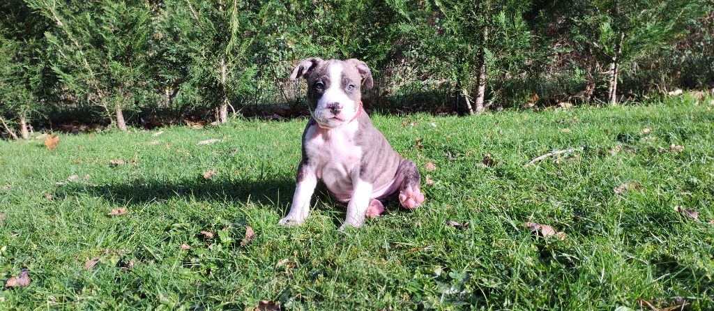 De La Legende Us De Siberia - Chiot disponible  - American Staffordshire Terrier