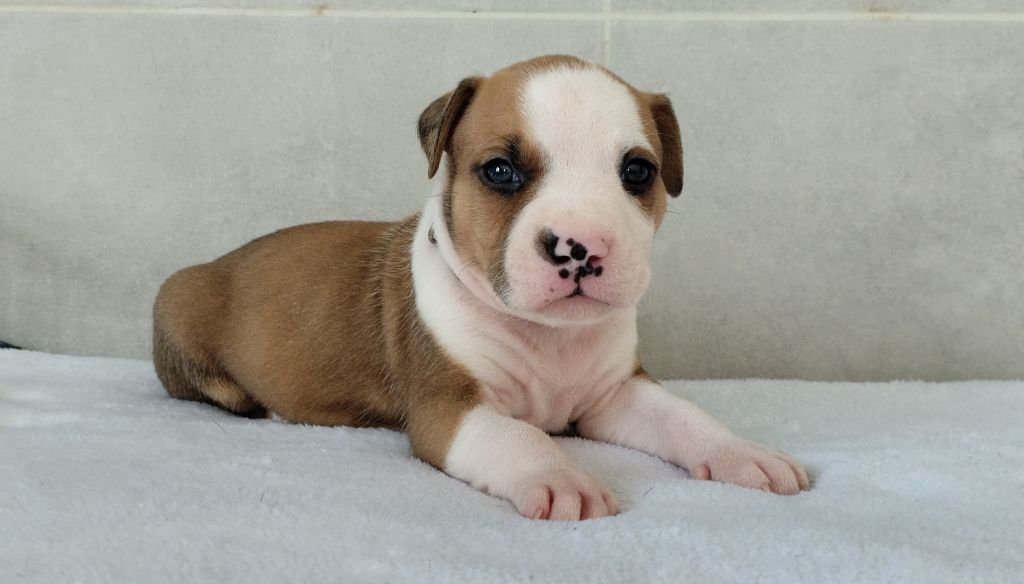 De La Legende Us De Siberia - Chiot disponible  - American Staffordshire Terrier