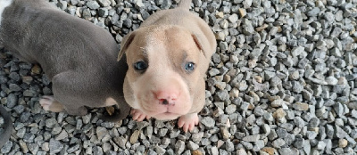 CHIOT COLLIER JAUNE