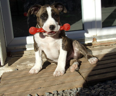 CHIOT 8 COLLIER ROUGE 