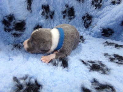 CHIOT COLLIER BLEU