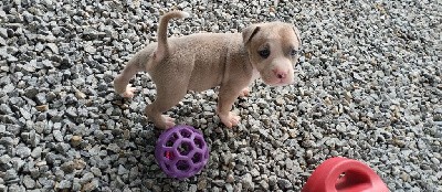 CHIOT COLLIER JAUNE