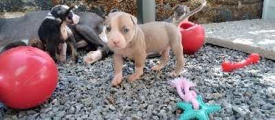 CHIOT COLLIER JAUNE