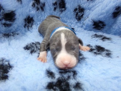 CHIOT COLLIER BLEU