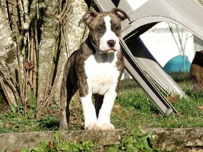 CHIOT 8 COLLIER ROUGE 