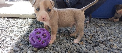 CHIOT COLLIER JAUNE