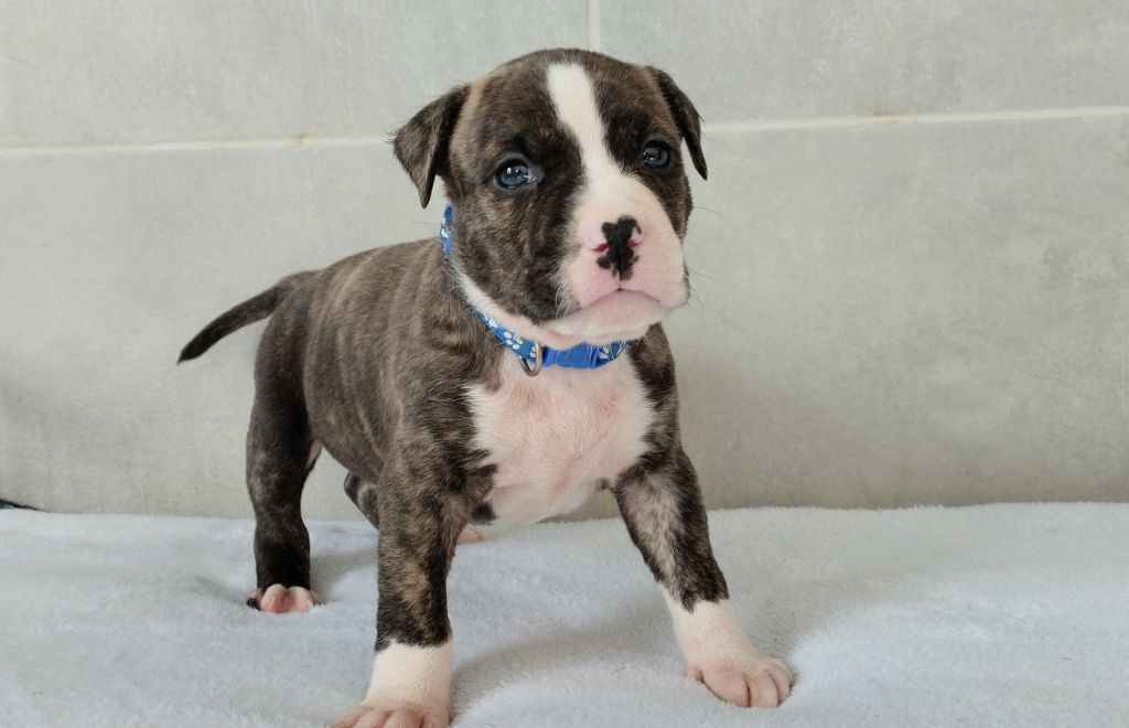 De La Legende Us De Siberia - Chiot disponible  - American Staffordshire Terrier