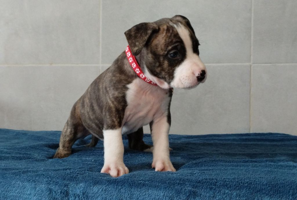 De La Legende Us De Siberia - Chiot disponible  - American Staffordshire Terrier