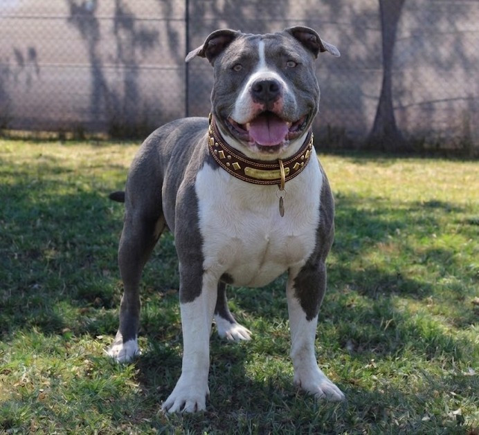 Vossler king dog line family Du Domaine De La Meute Bleu