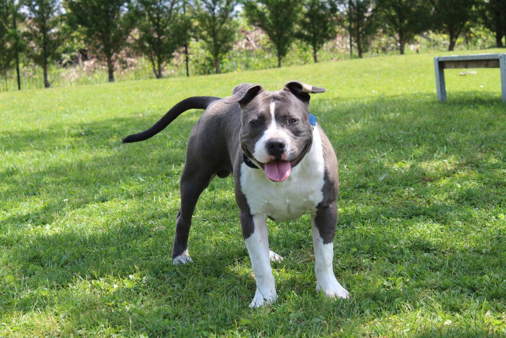 Vossler king dog line family Du Domaine De La Meute Bleu
