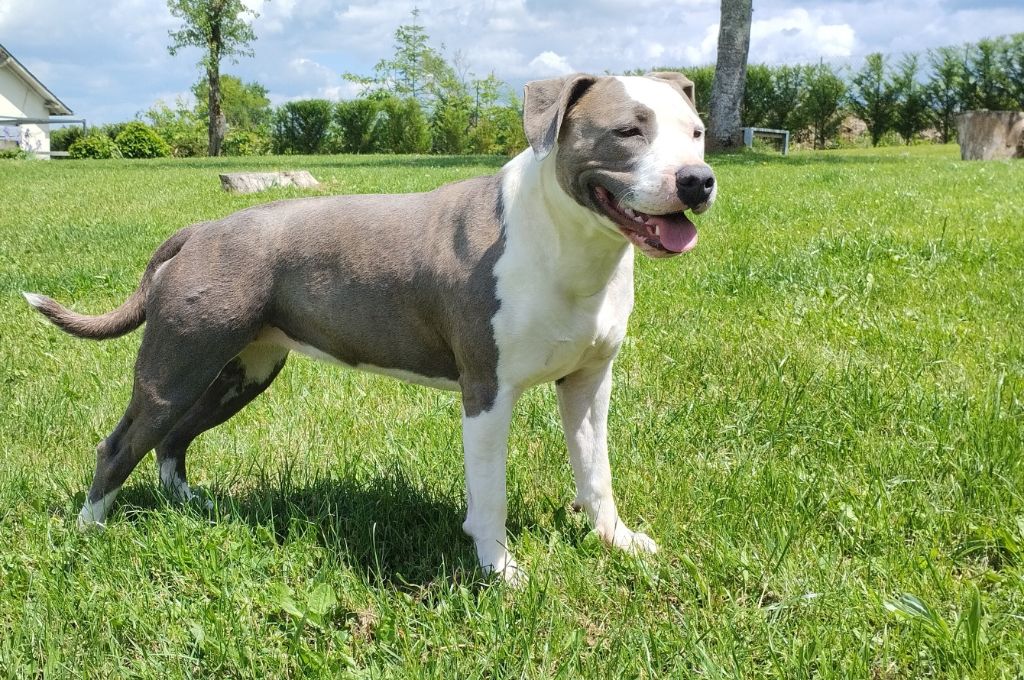 Urban blue rock De La Legende Us De Siberia