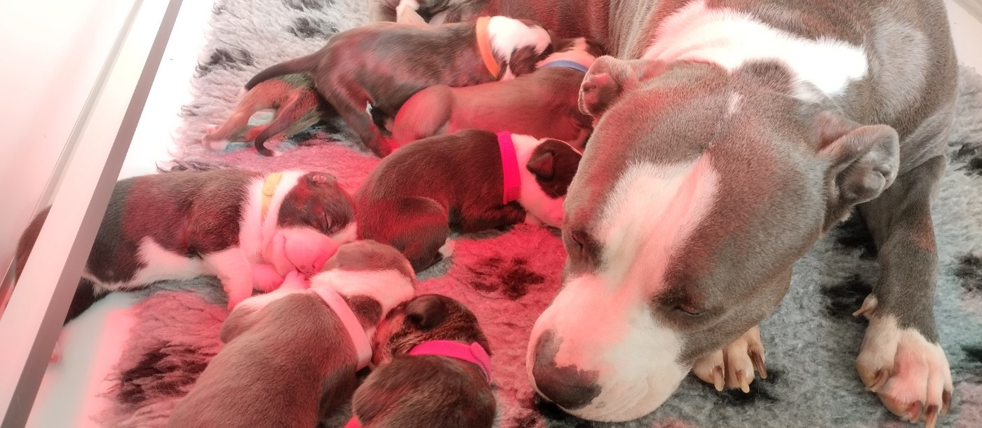 4 magnifiques chiots American staff sont à réserver!