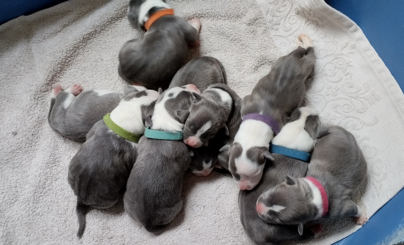 9 chiots American Staff bleus viennent de naitre (Réservations ouvertes)