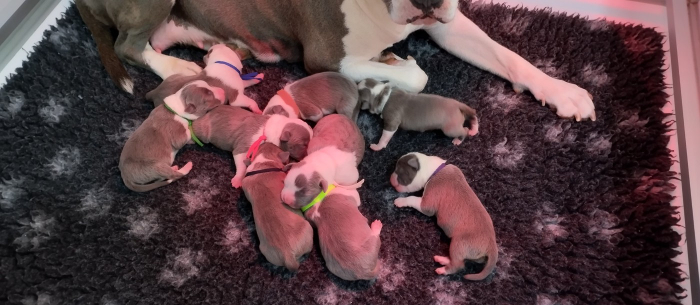 31/07/26 naissances de 9 chiots american staff bleus
