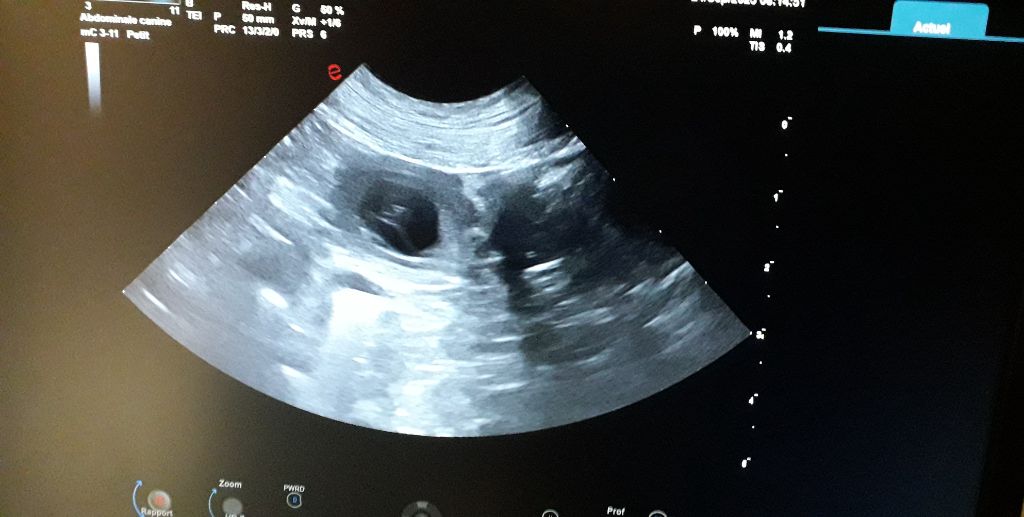 Gestation confirmée pour Touch Me et Strong octobre 2025