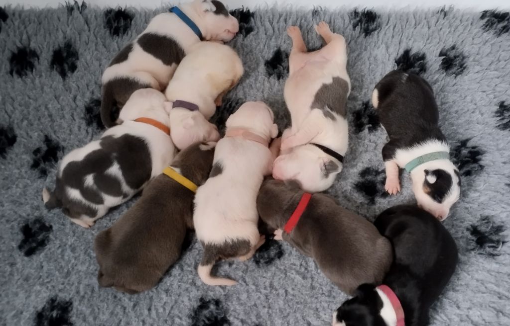 9 merveilleux chiots sont à réserver 