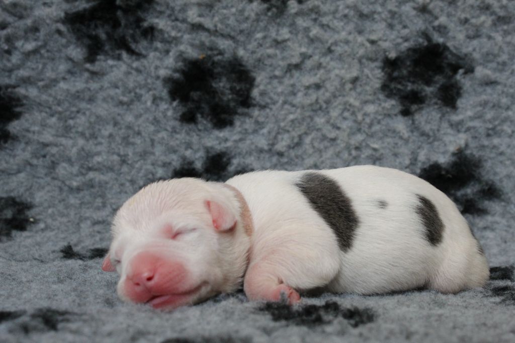 De La Legende Us De Siberia - Chiots disponibles - American Staffordshire Terrier