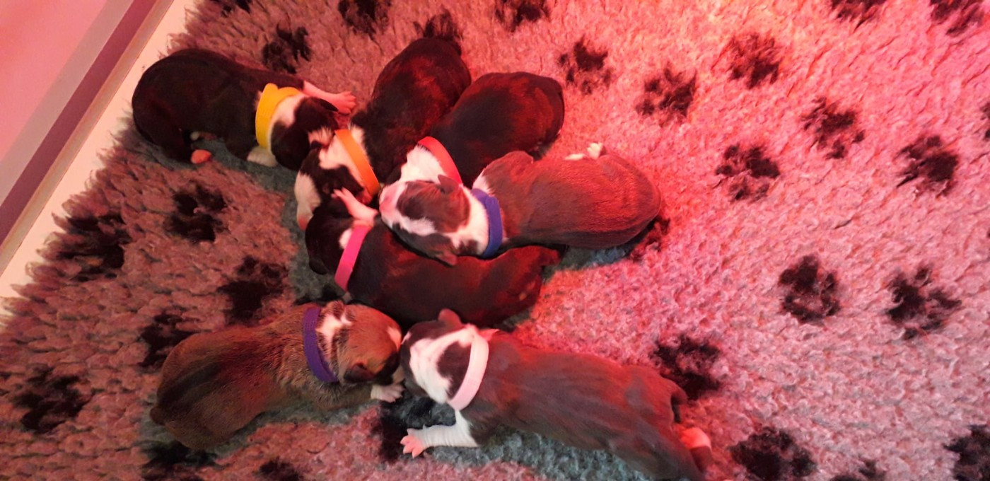 Chiot American Staffordshire Terrier De La Legende Us De Siberia