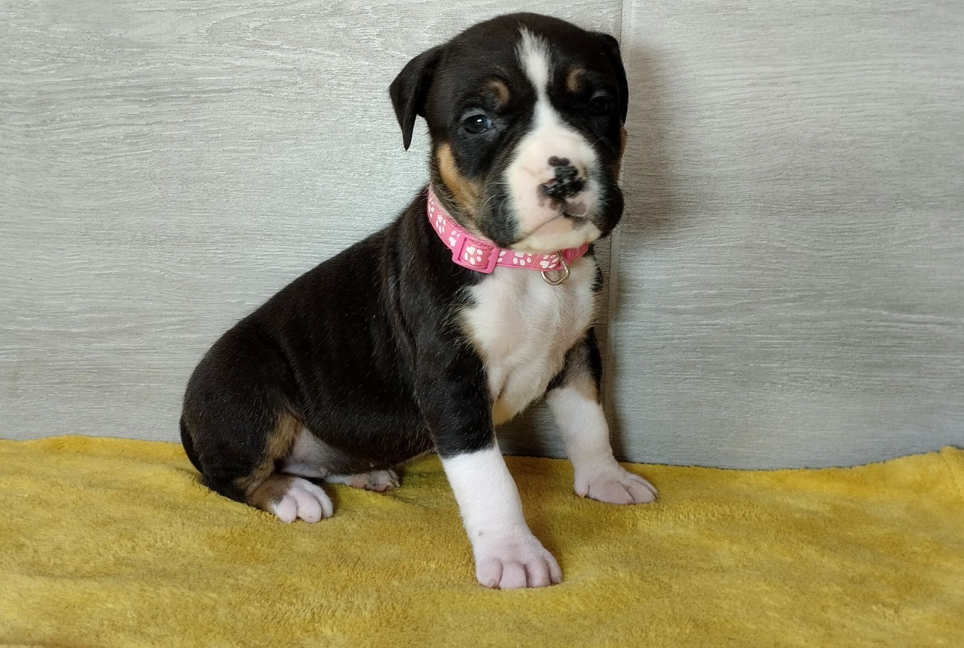De La Legende Us De Siberia - Chiots disponibles - American Staffordshire Terrier
