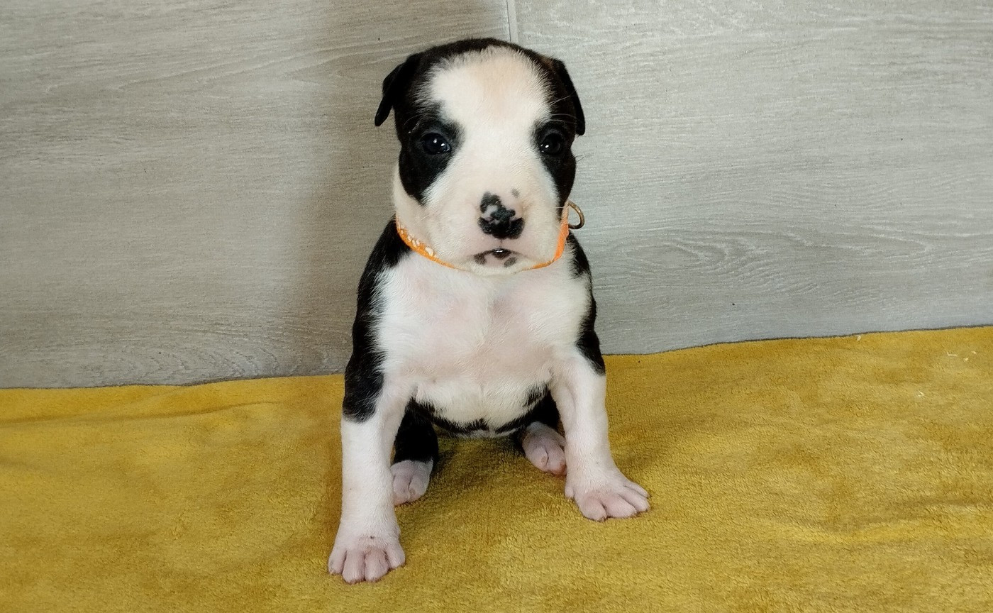 De La Legende Us De Siberia - Chiots disponibles - American Staffordshire Terrier