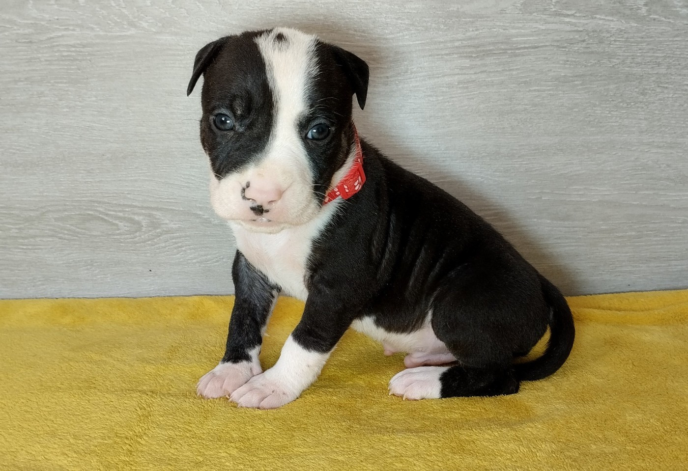 De La Legende Us De Siberia - Chiots disponibles - American Staffordshire Terrier