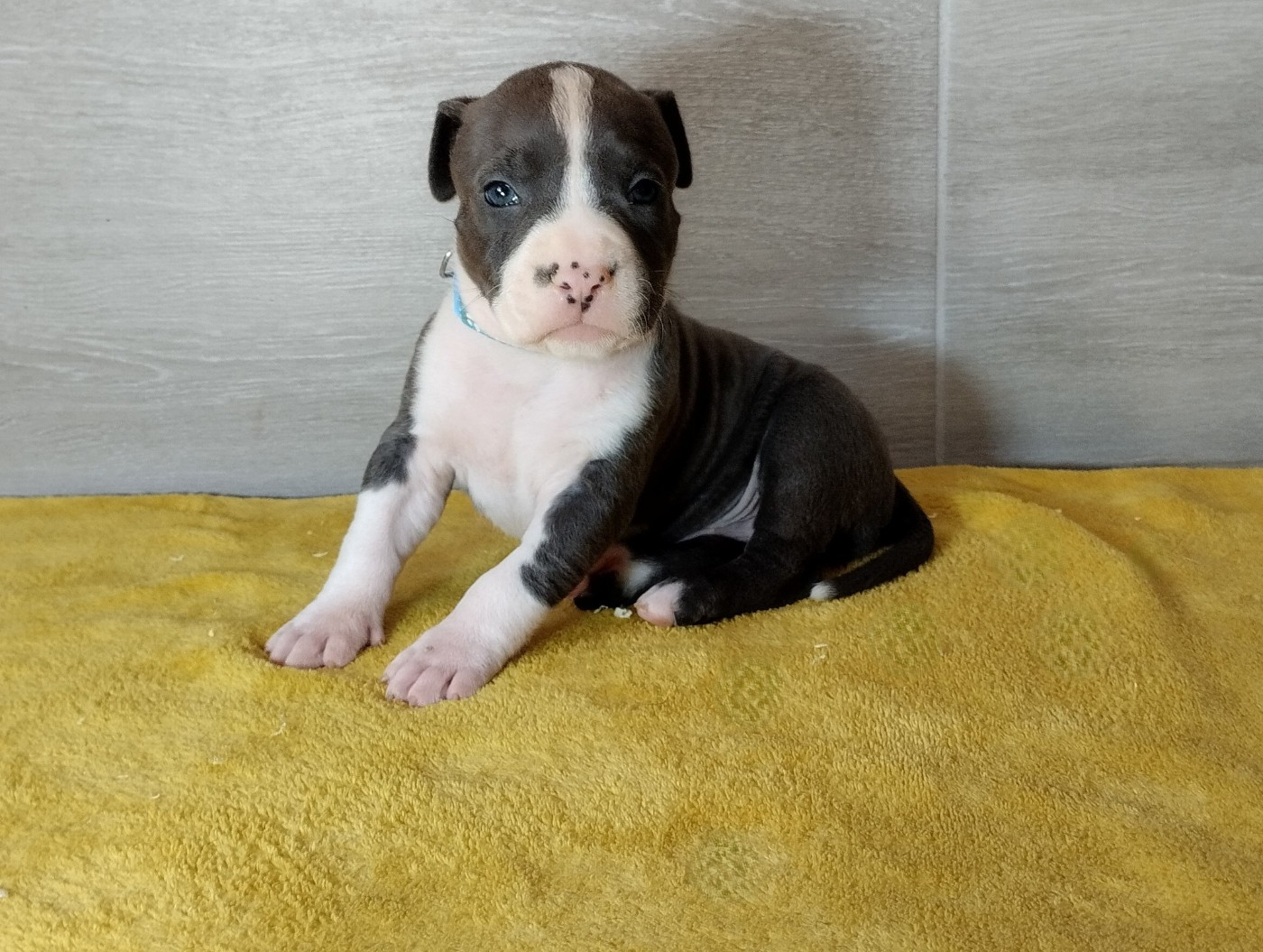 De La Legende Us De Siberia - Chiots disponibles - American Staffordshire Terrier