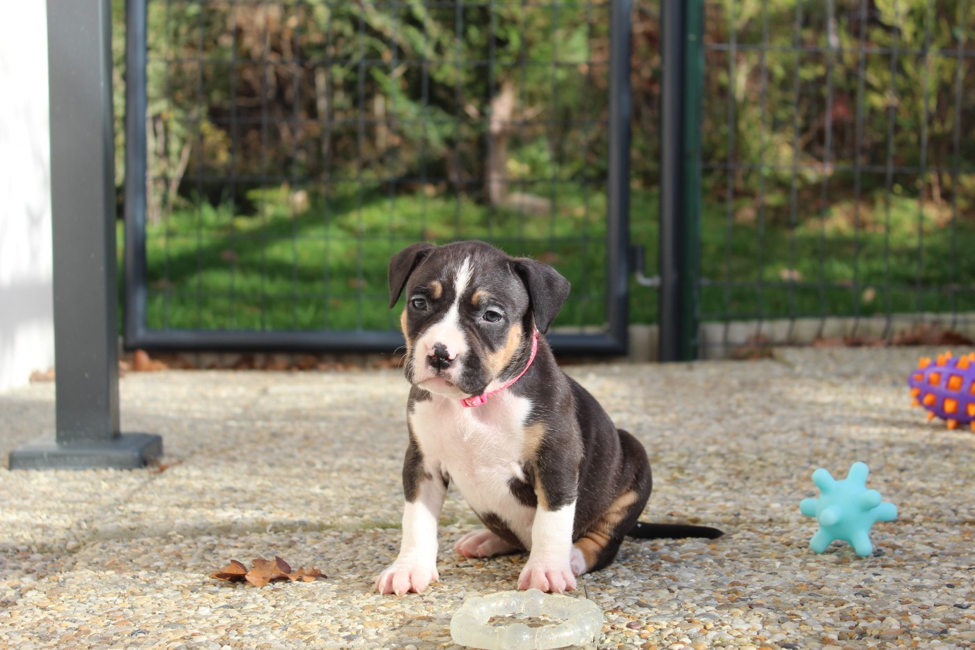 De La Legende Us De Siberia - Chiots disponibles - American Staffordshire Terrier