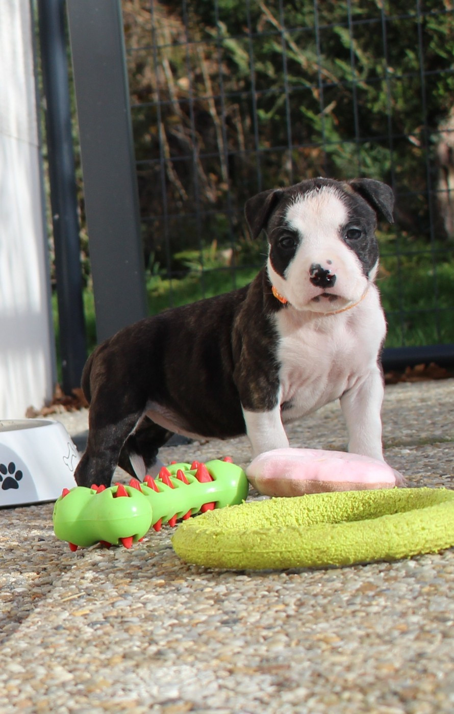 De La Legende Us De Siberia - Chiots disponibles - American Staffordshire Terrier