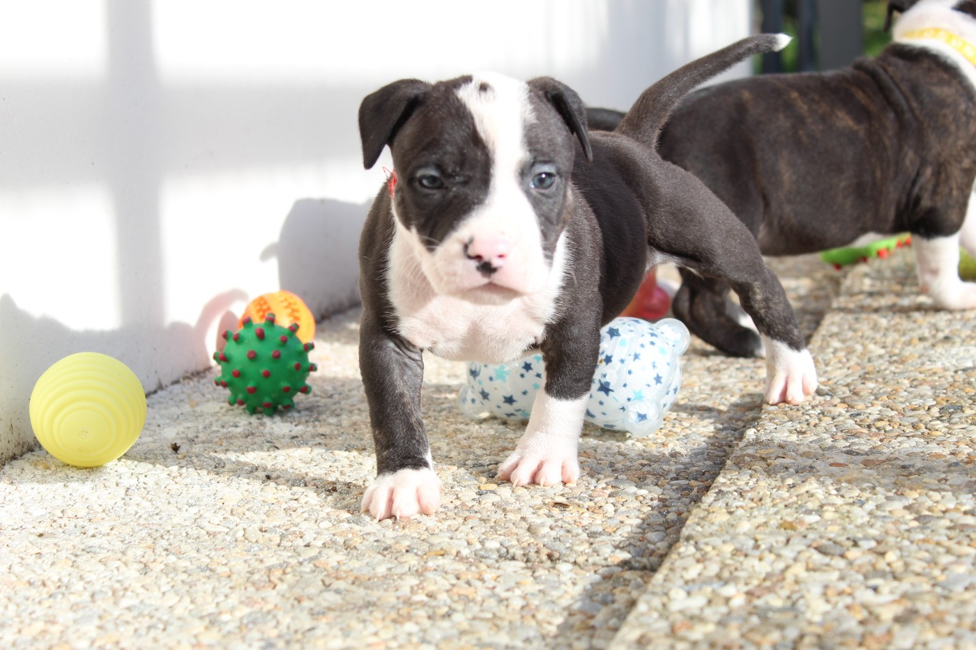 De La Legende Us De Siberia - Chiots disponibles - American Staffordshire Terrier