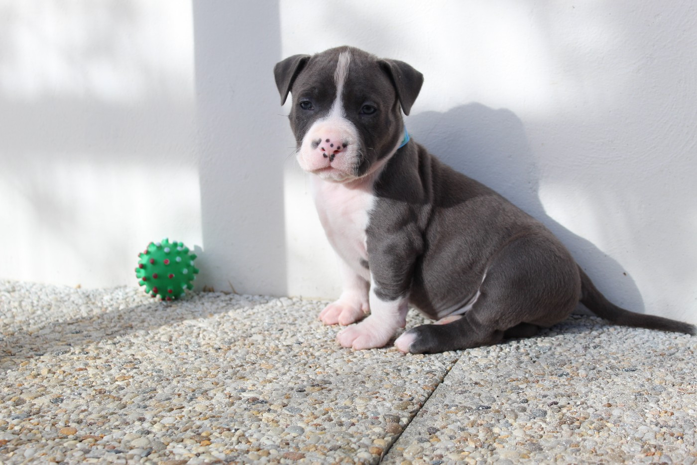 De La Legende Us De Siberia - Chiots disponibles - American Staffordshire Terrier