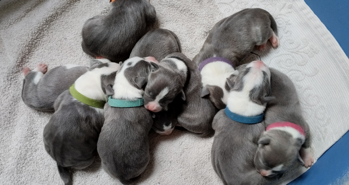 Chiot American Staffordshire Terrier De La Legende Us De Siberia
