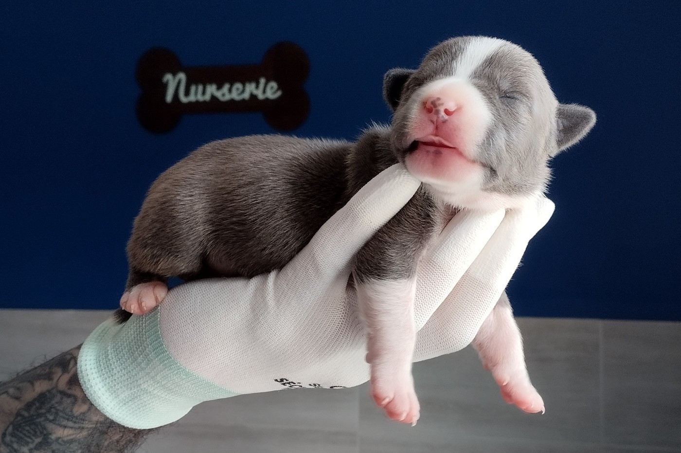De La Legende Us De Siberia - Chiots disponibles - American Staffordshire Terrier