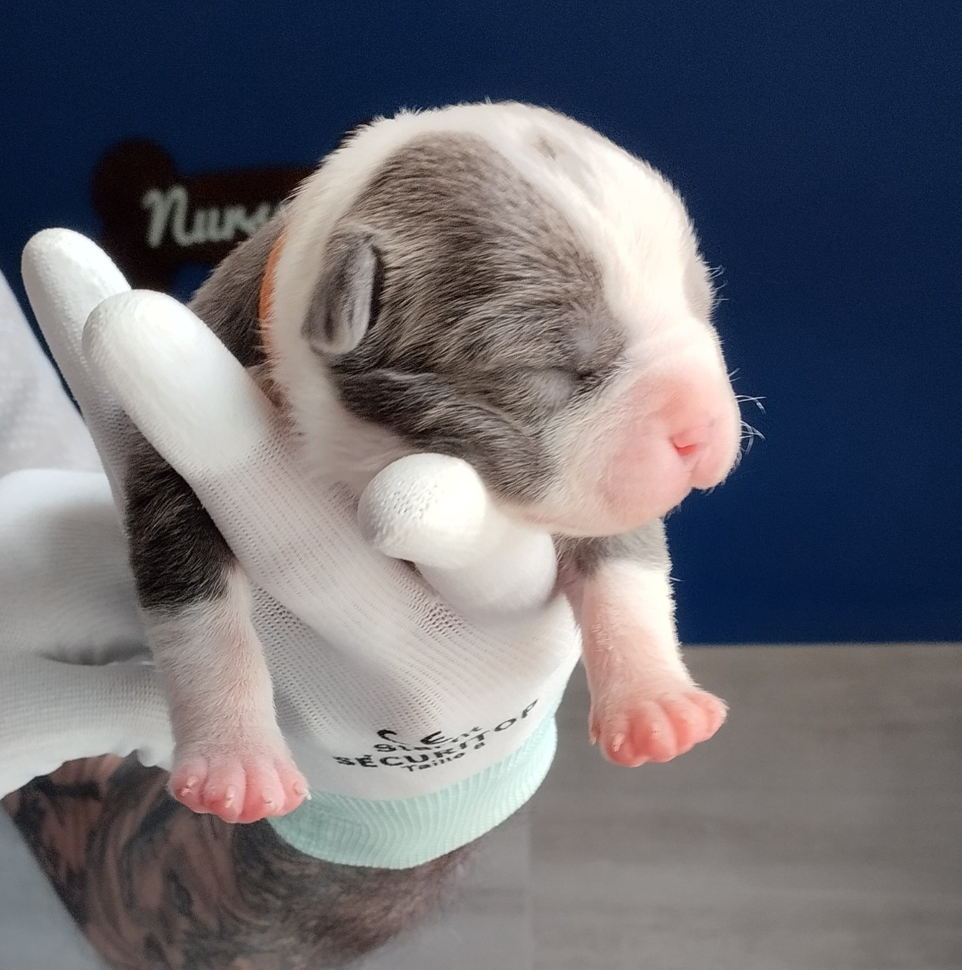 De La Legende Us De Siberia - Chiots disponibles - American Staffordshire Terrier