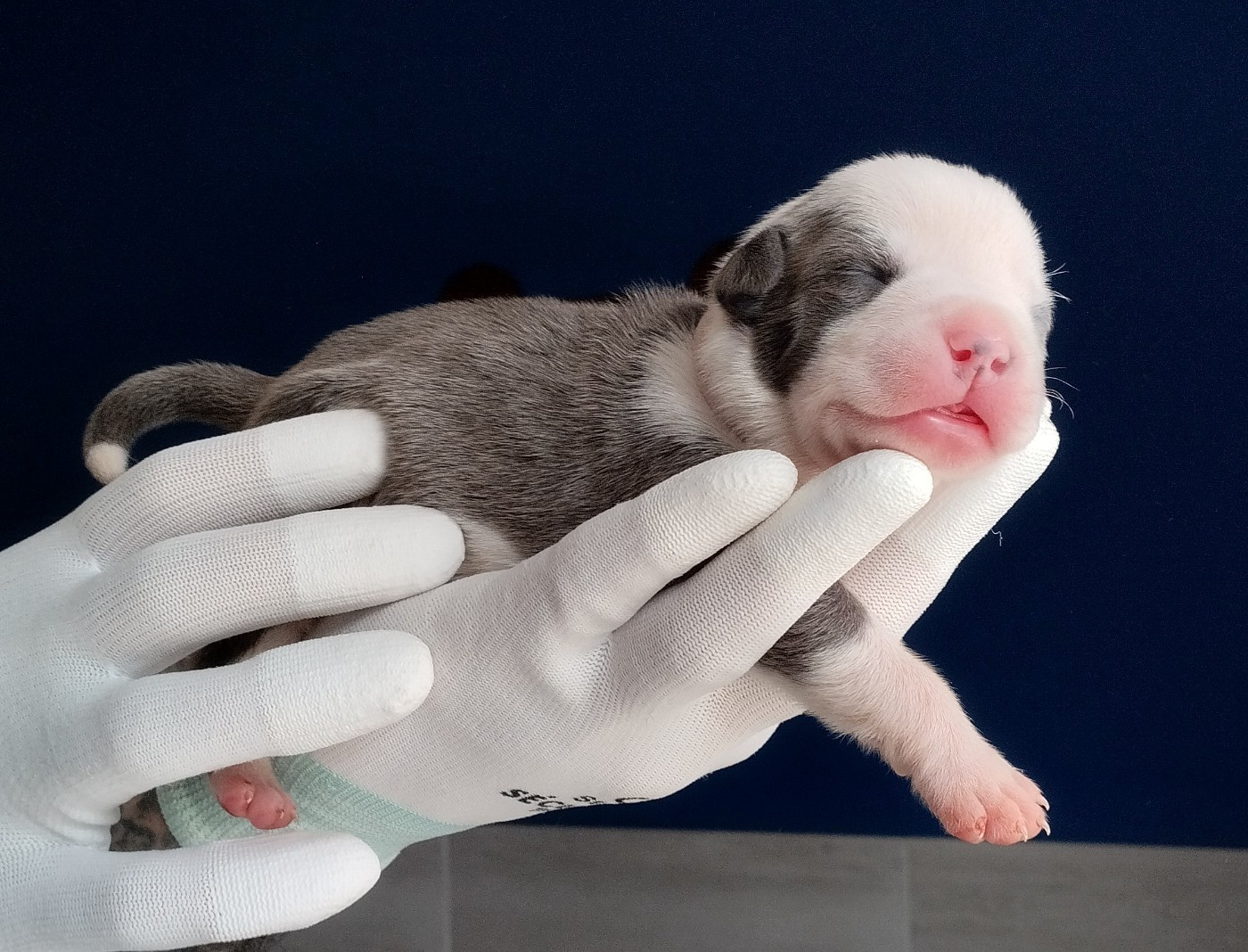 De La Legende Us De Siberia - Chiots disponibles - American Staffordshire Terrier