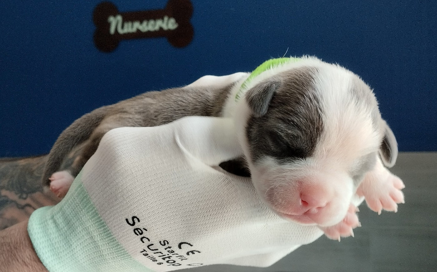 De La Legende Us De Siberia - Chiots disponibles - American Staffordshire Terrier