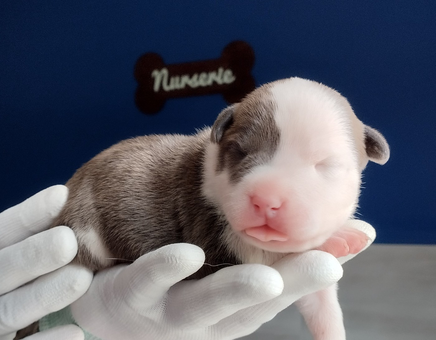 De La Legende Us De Siberia - Chiots disponibles - American Staffordshire Terrier