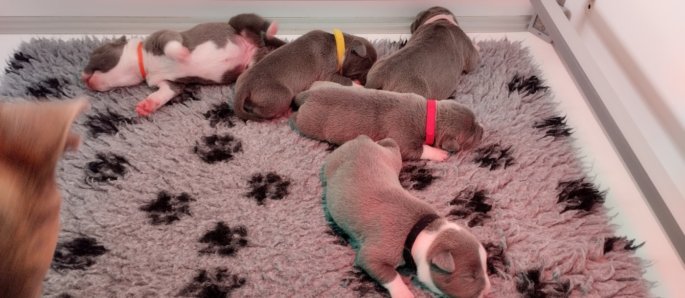 Chiot American Staffordshire Terrier De La Legende Us De Siberia