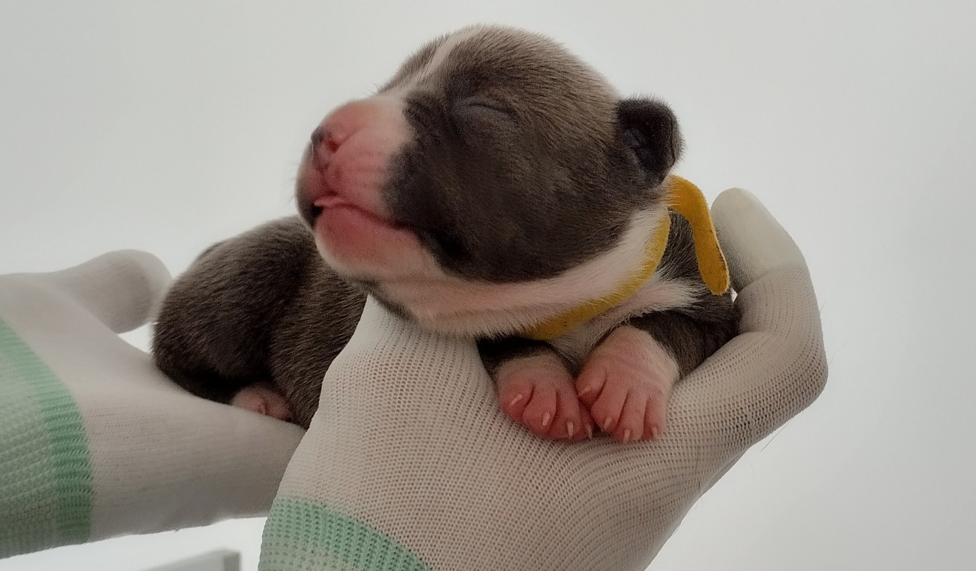 De La Legende Us De Siberia - Chiots disponibles - American Staffordshire Terrier