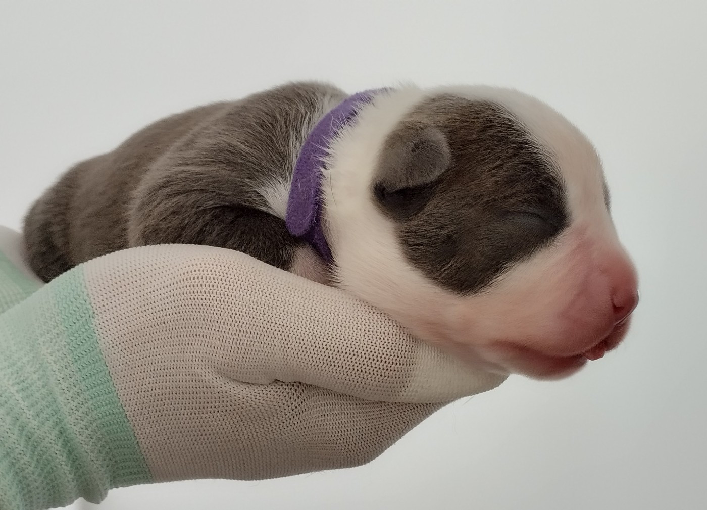 De La Legende Us De Siberia - Chiots disponibles - American Staffordshire Terrier