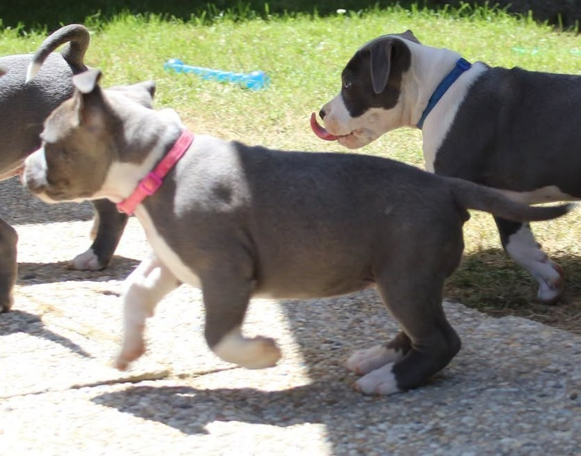 De La Legende Us De Siberia - Chiots disponibles - American Staffordshire Terrier