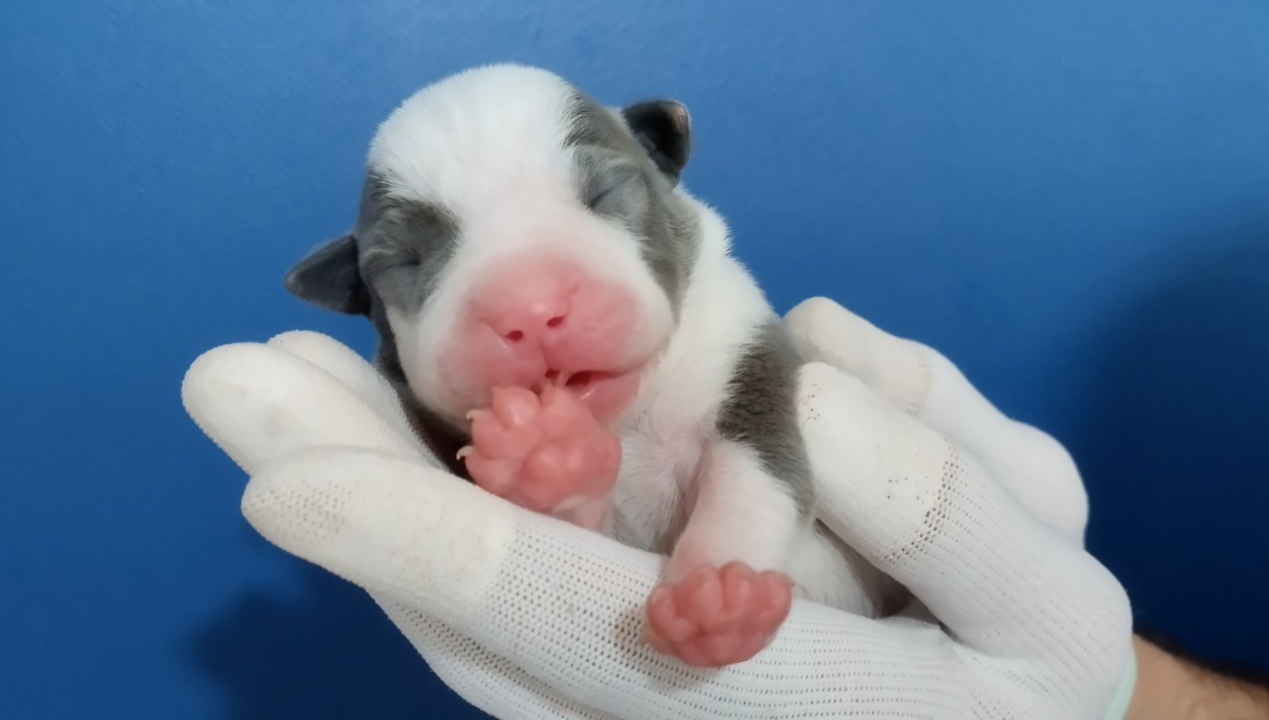De La Legende Us De Siberia - Chiots disponibles - American Staffordshire Terrier