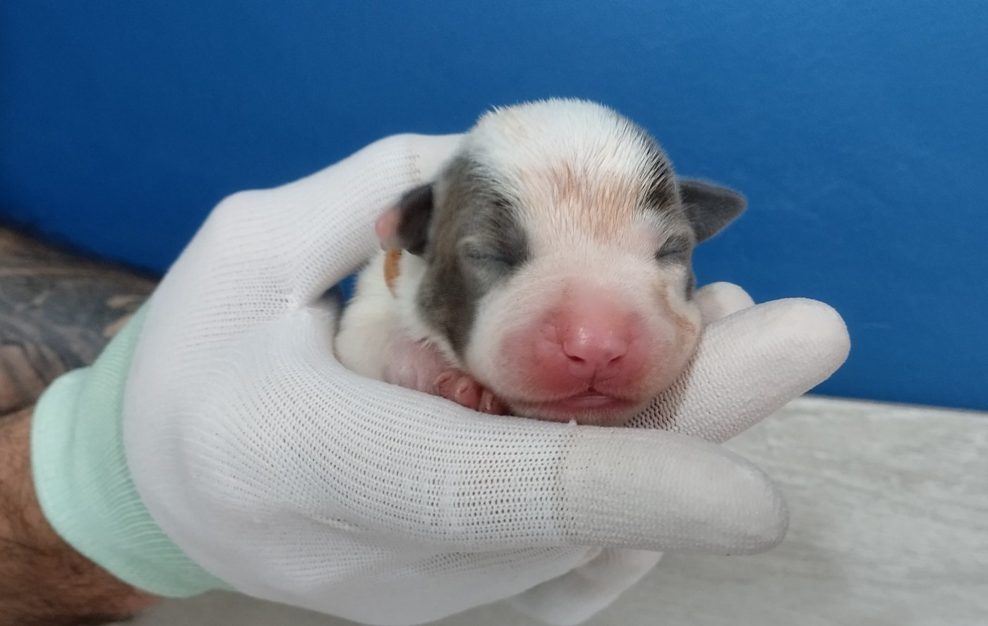 De La Legende Us De Siberia - Chiots disponibles - American Staffordshire Terrier