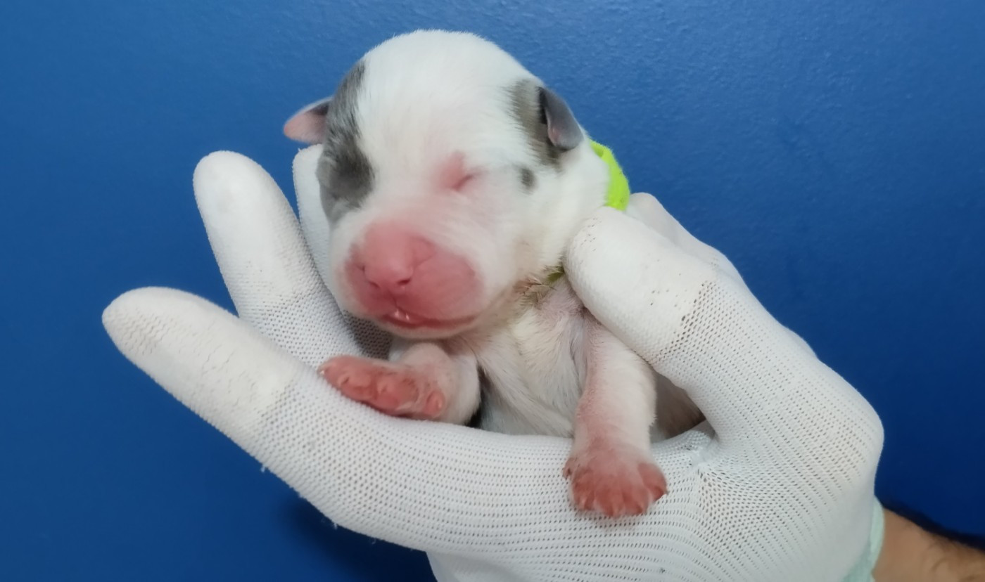De La Legende Us De Siberia - Chiots disponibles - American Staffordshire Terrier