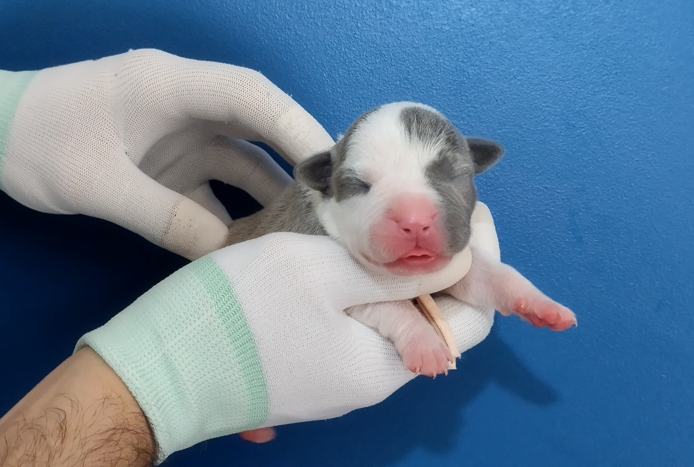 De La Legende Us De Siberia - Chiots disponibles - American Staffordshire Terrier