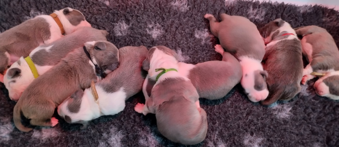 Chiot American Staffordshire Terrier De La Legende Us De Siberia