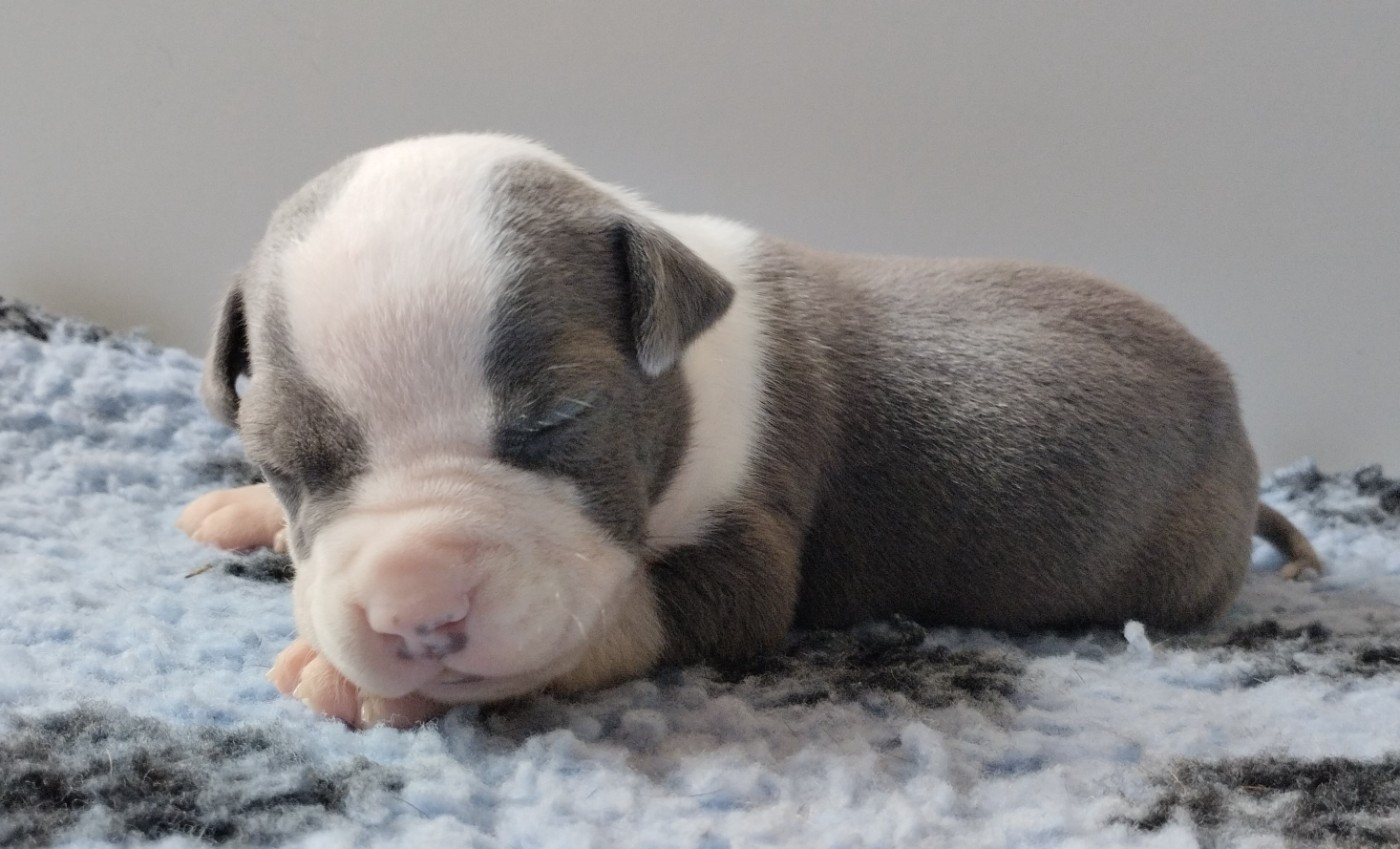 De La Legende Us De Siberia - Chiots disponibles - American Staffordshire Terrier