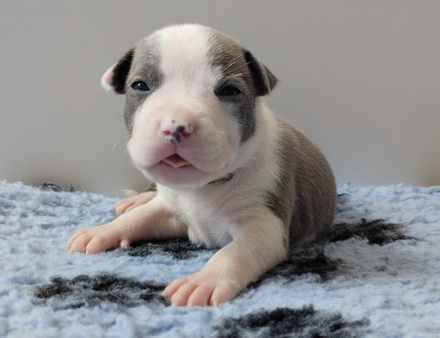 De La Legende Us De Siberia - Chiots disponibles - American Staffordshire Terrier