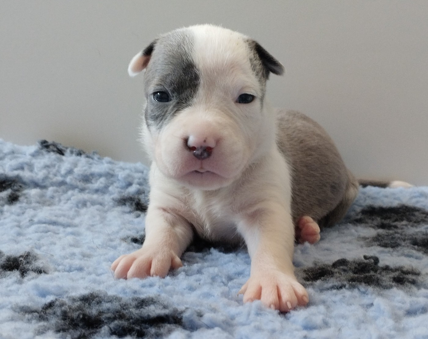 De La Legende Us De Siberia - Chiots disponibles - American Staffordshire Terrier