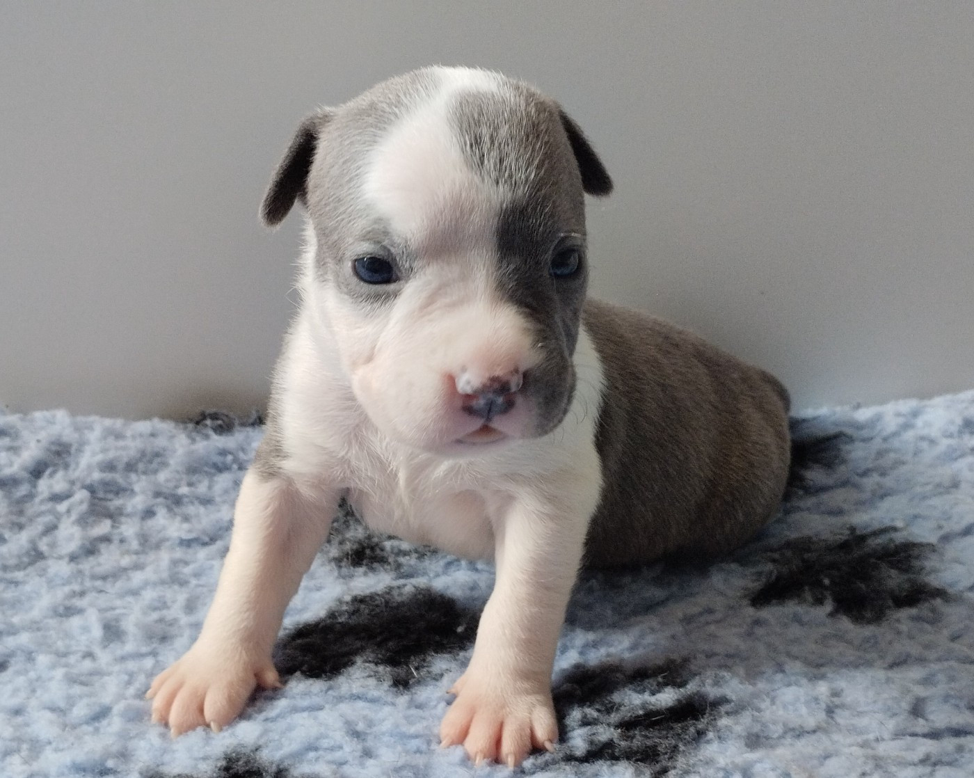 De La Legende Us De Siberia - Chiots disponibles - American Staffordshire Terrier