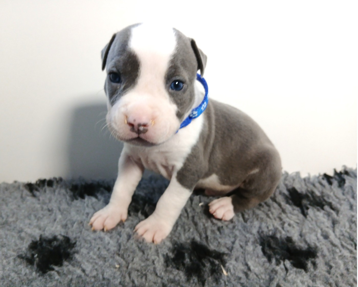 De La Legende Us De Siberia - Chiots disponibles - American Staffordshire Terrier